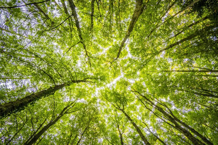 Comissão Europeia prepara legislação para indústria sem emissão de CO2