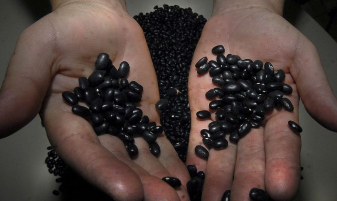 Fotografia das mãos de indivíduo com feijão preto nas mãos e embaixo das mãos também existe uma quantidade do produto