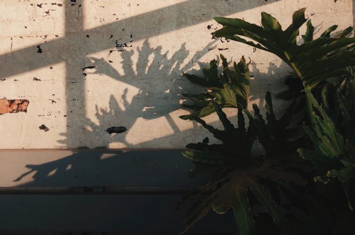 Fotografia de pequena árvora isolada caida em referência ao meio ambiente
