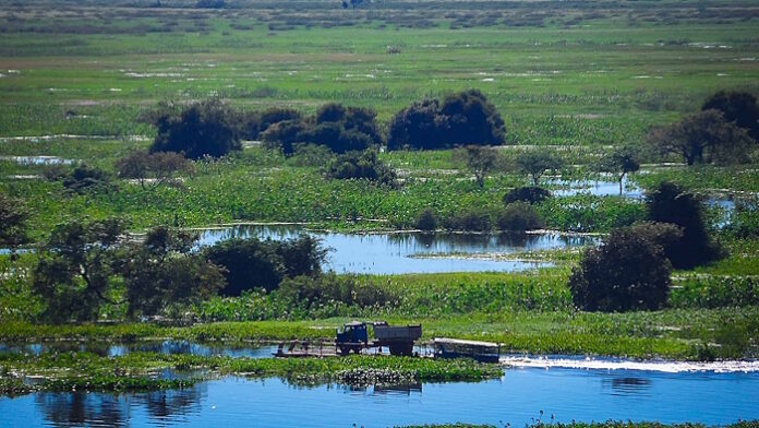 Pantanal perdeu cerca de 80% de sua água superficial nos últimos 40 anos, mostra estudo da Unesp